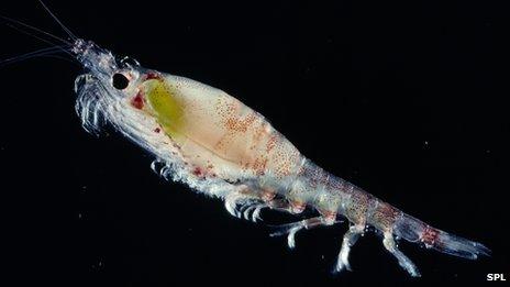 Krill