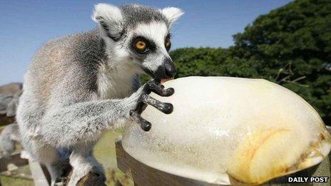 A lemur enjoying iced fruit at Welsh Mountain Zoo