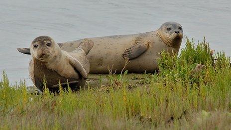 Seal pups at Greatham Creek