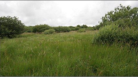 Meresfelle culm grass reserve