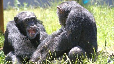 Chimpanzees at Chimp Haven, Louisiana file picture