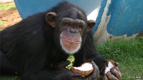 Chimpanzee eats a coconut at Alamogordo Primate Facility, New Mexico file picture