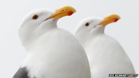 Seagulls