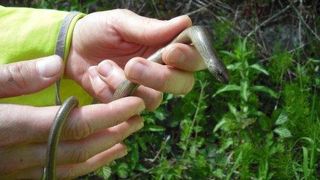 Slow worm