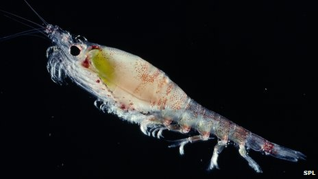 Antarctic krill