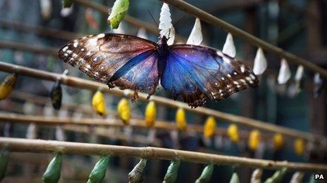 Butterfly World near Edinburgh