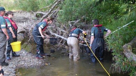 Fish rescue in the River Teme in Herefordshire