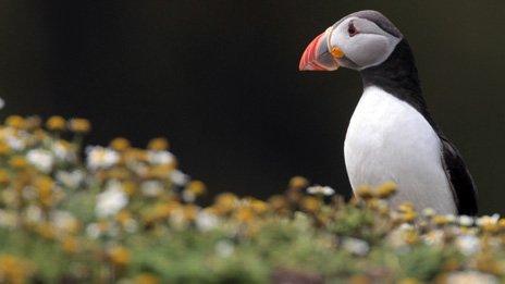 Skomer Island