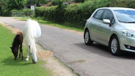 New Forest ponies