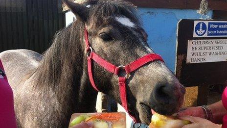 A horse eating a lolly