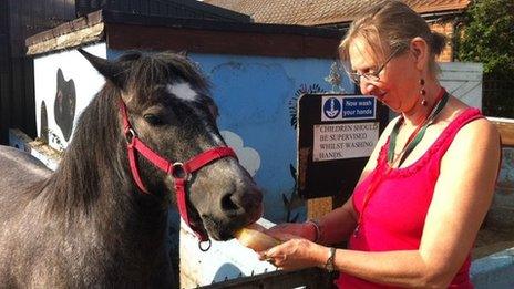 A horse eating a lolly