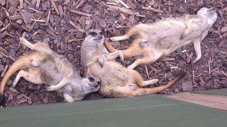 Meerkats cooling off