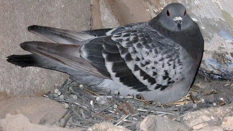 Feral rock pigeon on nest of nails