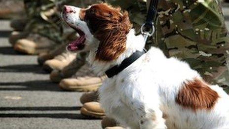 A dog from the 104 Military Working Dog Squadron