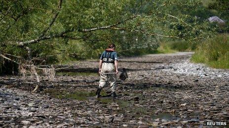 Environment Agency Fisheries Officer Laura Bullock walks on the dry bed of the River Teme, looking for stranded fish near Brampton Bryan, central England July 18, 2013