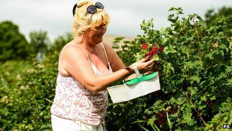 Woman picking fruit