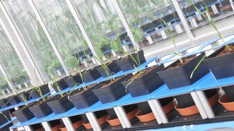 Seedlings in university greenhouse