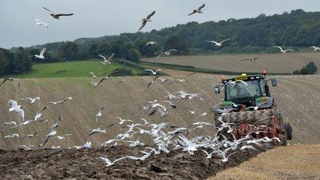 Ploughing a field