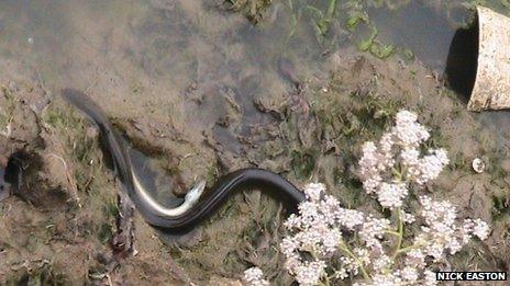 Eel in in polluted water in Swalecliffe Brook