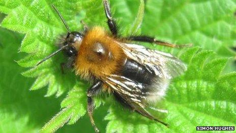 Tree Bumblebee picture taken by Simon Hughes