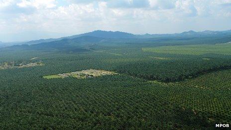 Malaysia palm oil plantations