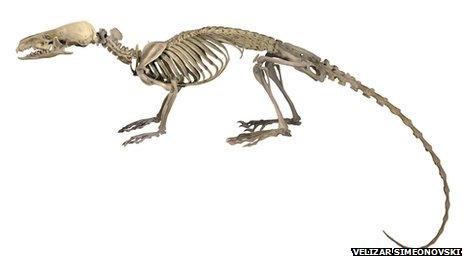 Skeleton of Hero Shrew