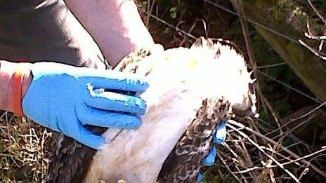 Dead buzzard. Pic: Devon and Cornwall Police