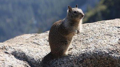 California Ground Squirrel (Otospermophilus beecheyi)