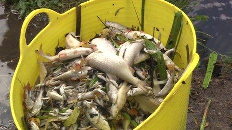 Dead fish from Pittville Park's lake in Cheltenham