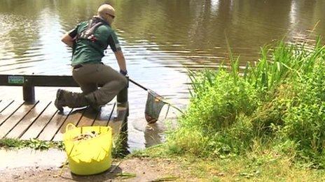 Dead fish are gathered out of the water at Pittville Park in Cheltenham