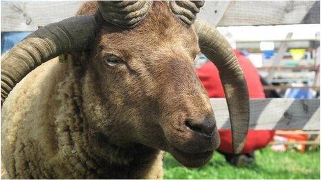 Loaghtan sheep