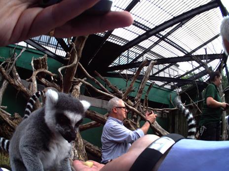 lemurs photographed on Autographer