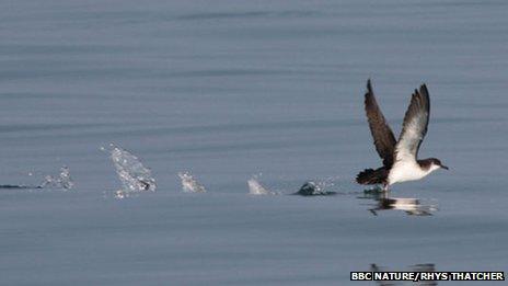 Manx shearwater