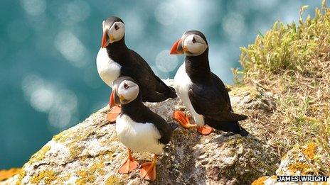 Puffins on Lundy