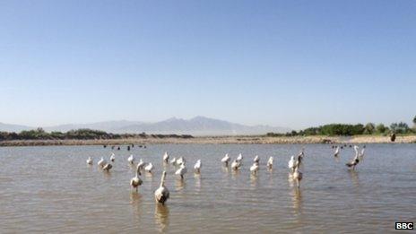 Birds in northern Afghanistan