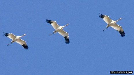 Young Siberian white cranes on part of their migration to Asia