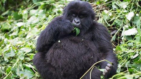 A mountain gorilla in Virunga National Park in the Democratic Republic of Congo