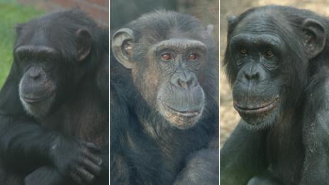 Chimps at Twycross Zoo