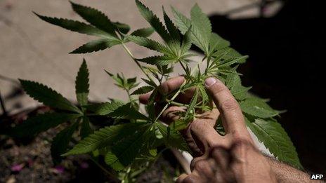 A man shows a cannabis sativa plant in Montevideo on 7 December, 2012.