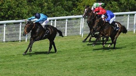 Brown Panther