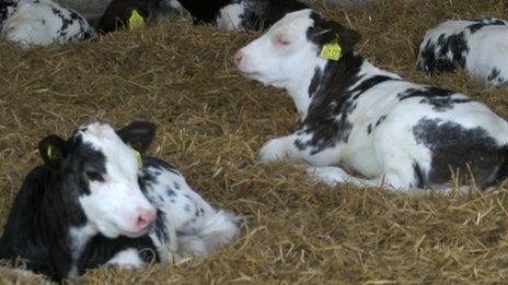 Calves resting in a barn