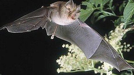 The lesser horseshoe bat