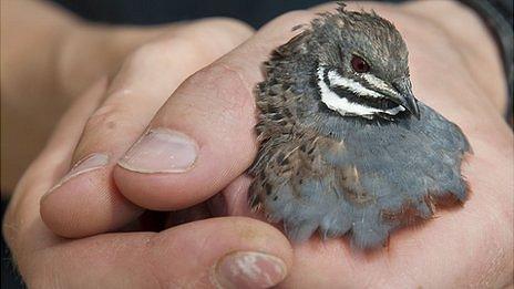 Chinese painted quail