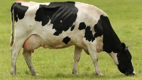 Dairy cow on farm in Darfield, New Zealand, 30 November 2012