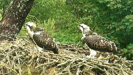 Lake District ospreys