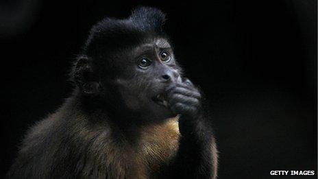 Brazilian capuchin monkey (file)