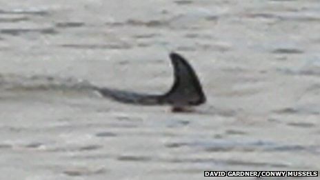 One of the dolphins spotted in Conwy harbour