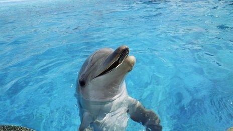 dolphin