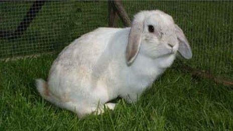 Rabbit found in bin bag