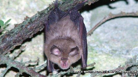 Lesser horseshoe bat